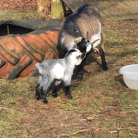 Dom wakacyjny Hestkaer Family Grindsted