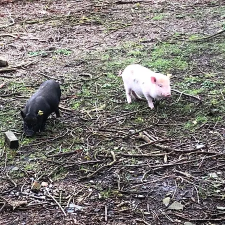 Hestkaer Family Grindsted