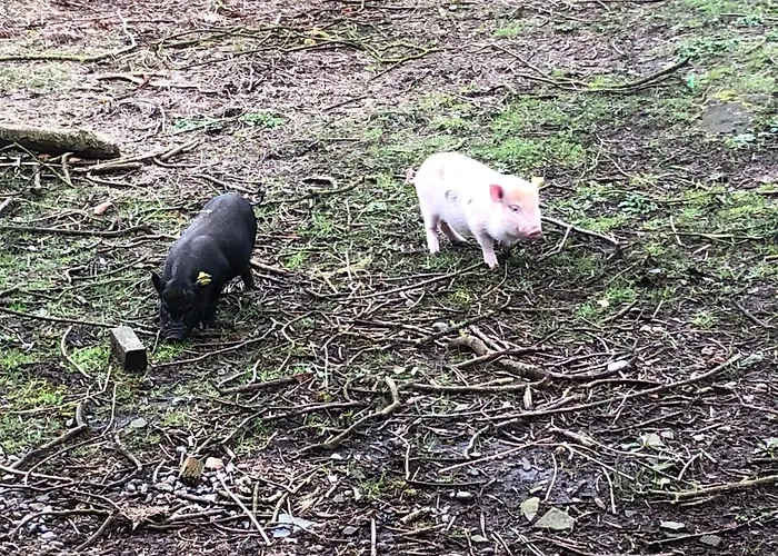 ヘースケア ファミリー ルームズ グランストゥ